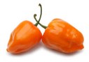 Habanero Peppers